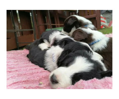 Beautiful Purebred Border Collie Puppies