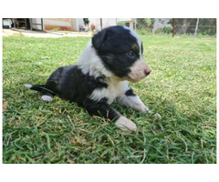 Border collie puppies for sale