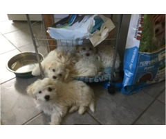 Pure bred female Maltese puppy looking for final home. ONLY ONE LEFT